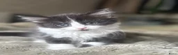 Mixed Breed cats for sale: Two beautiful kittens male and female  - Advert 6