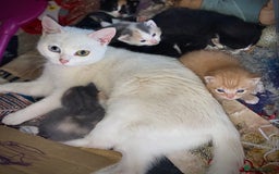 Mixed Breed cats for sale: 2 kittens for sale - Image 3