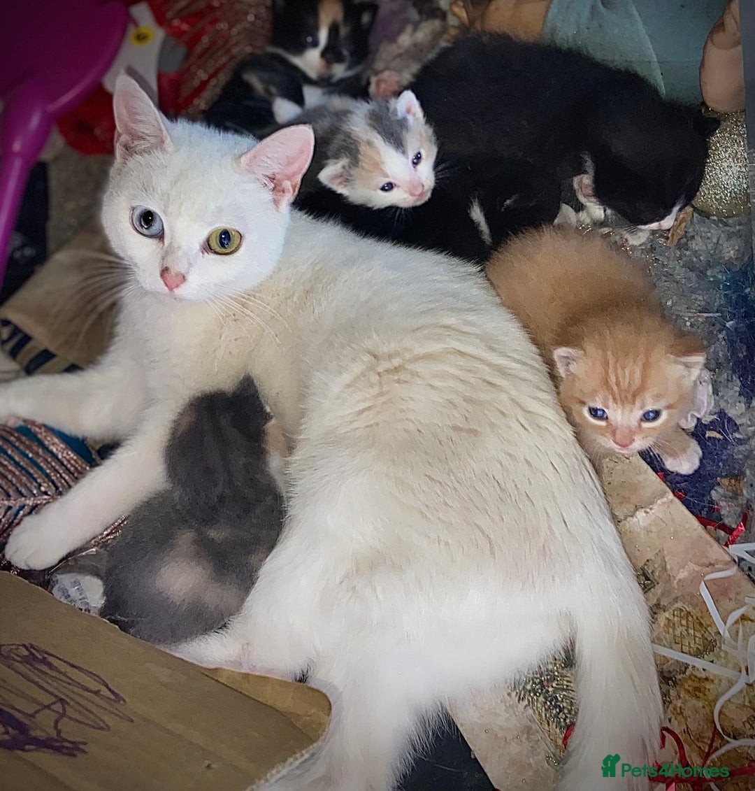 Mixed Breed cats for sale: 2 kittens for sale - Image 3