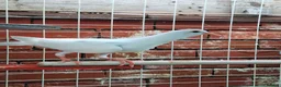 Pigeons birds for sale: Pair of Pouter Pigeons for sale - Advert 4