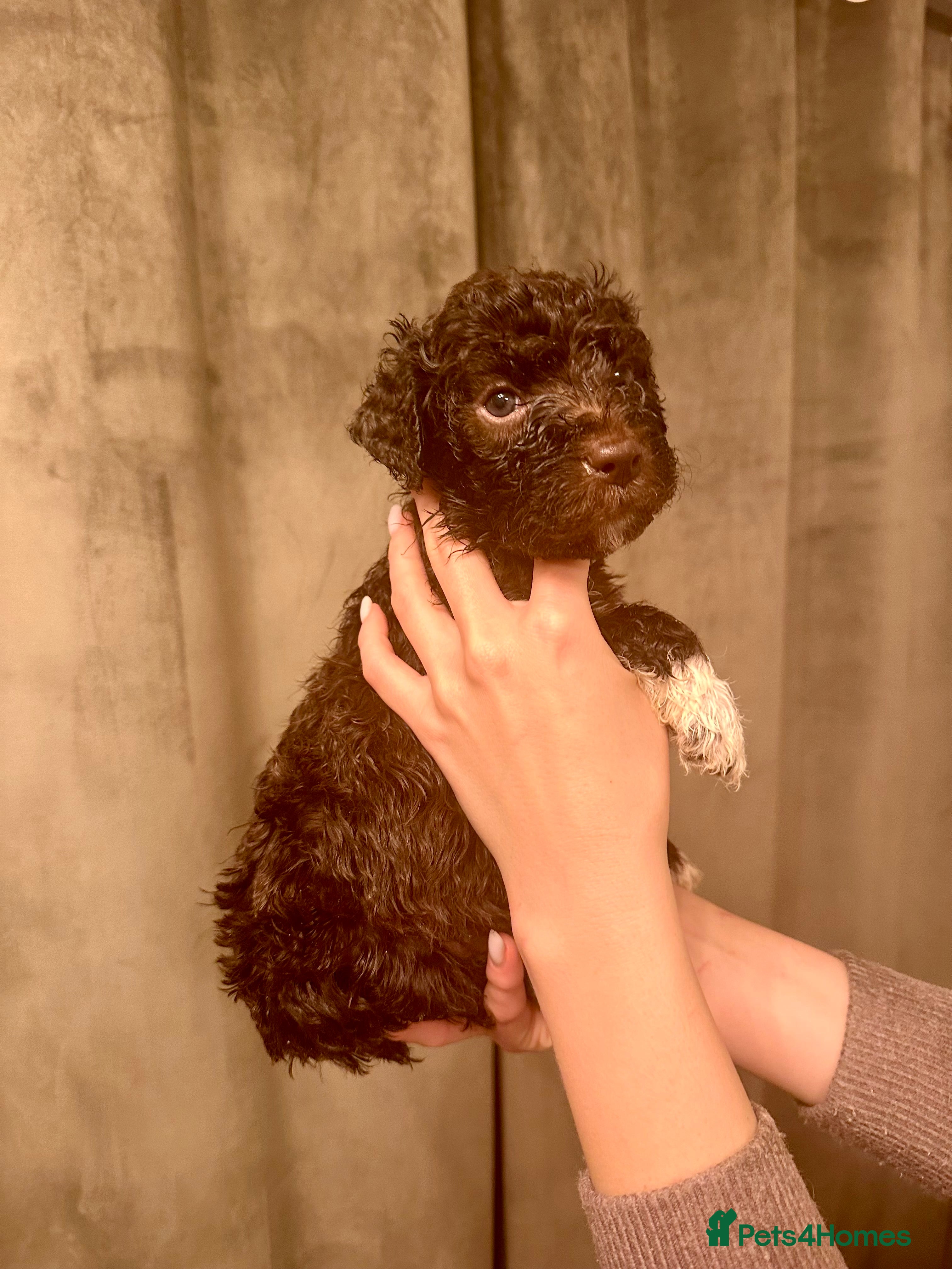 Lagotto Romagnolo dogs ONLY 3 LEFT! Lagotto Romagnolo Puppies - Advert 14