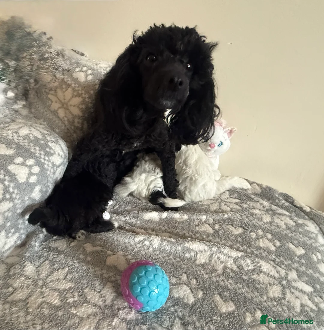 Maltipoo dogs for sale: Exceptional Genuine F1 Maltipoo puppies  - Advert 13