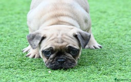 Frug dogs for sale: Frug puppies - Advert 1