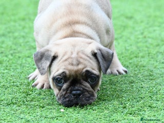 Frug dogs Frug puppies - Advert 2