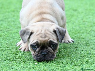 Frug dogs Frug puppies - Advert 16