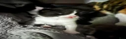 Mixed Breed cats for sale: 2 black and white kittens - Advert 7