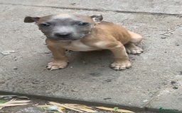 Mixed Breed dogs for sale: Staff x corso pups  - Image 3