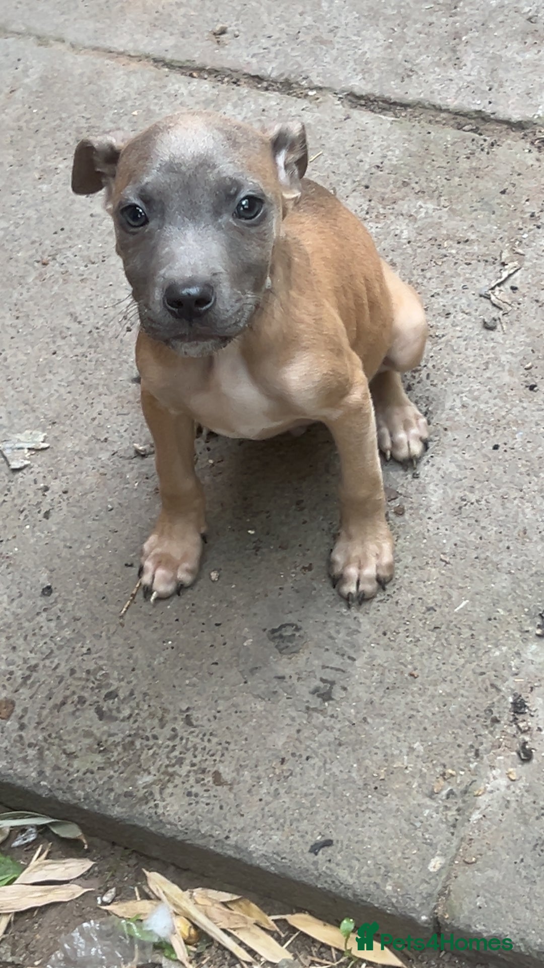 Mixed Breed dogs for sale: Staff x corso pups  - Image 3