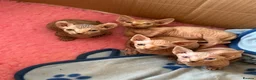 Sphynx cats for sale: Canadian bambino Sphynx kittens  - Advert 3