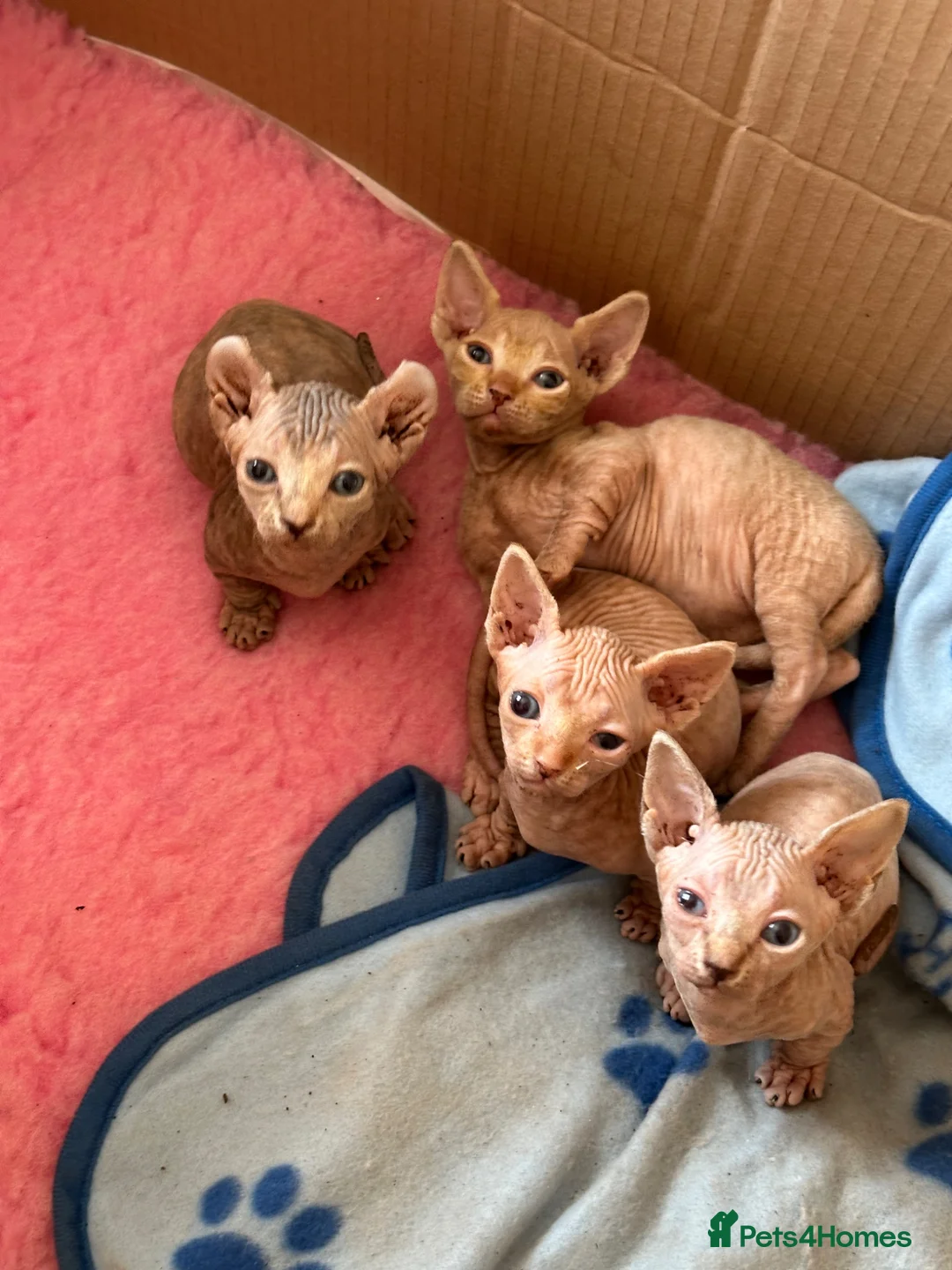 Sphynx cats for sale: Canadian bambino Sphynx kittens  - Advert 1