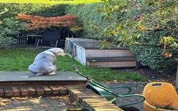 Old English Sheepdog dogs for sale: Old English Sheepdog  - Image 1