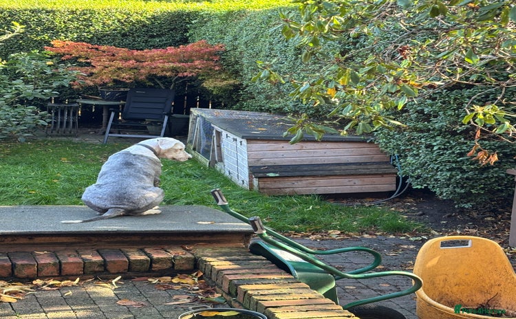 Old English Sheepdog dogs - Advert 2
