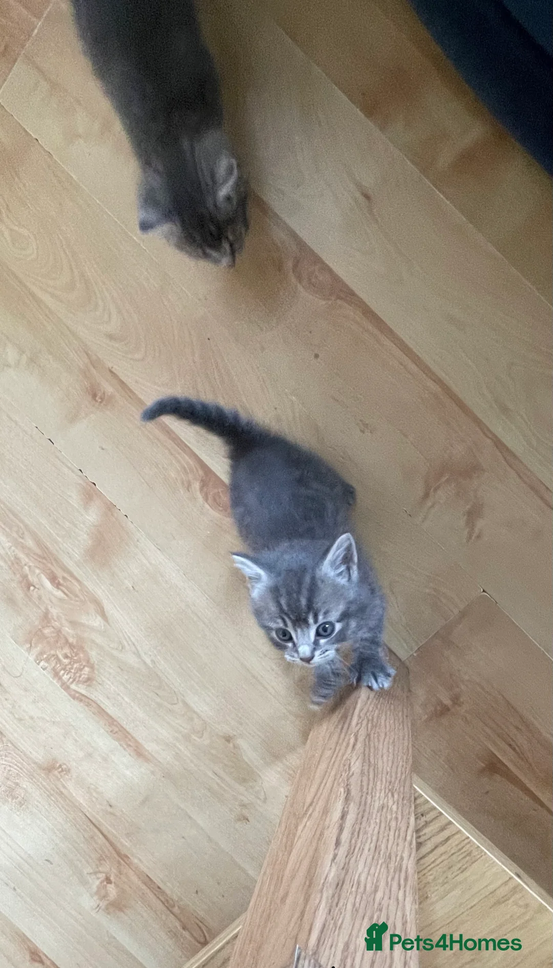 Mixed Breed cats for sale: Five adorable kittens available–2 boys and 3 girls - Advert 6