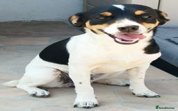Jack Russell dogs for adoption: Viivi,a lively little soul needs forever home - Image 10