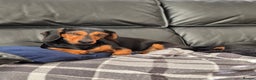 Miniature Dachshund dogs for sale: Beautiful Black & Tan Miniature Dachund Puppies - Advert 2