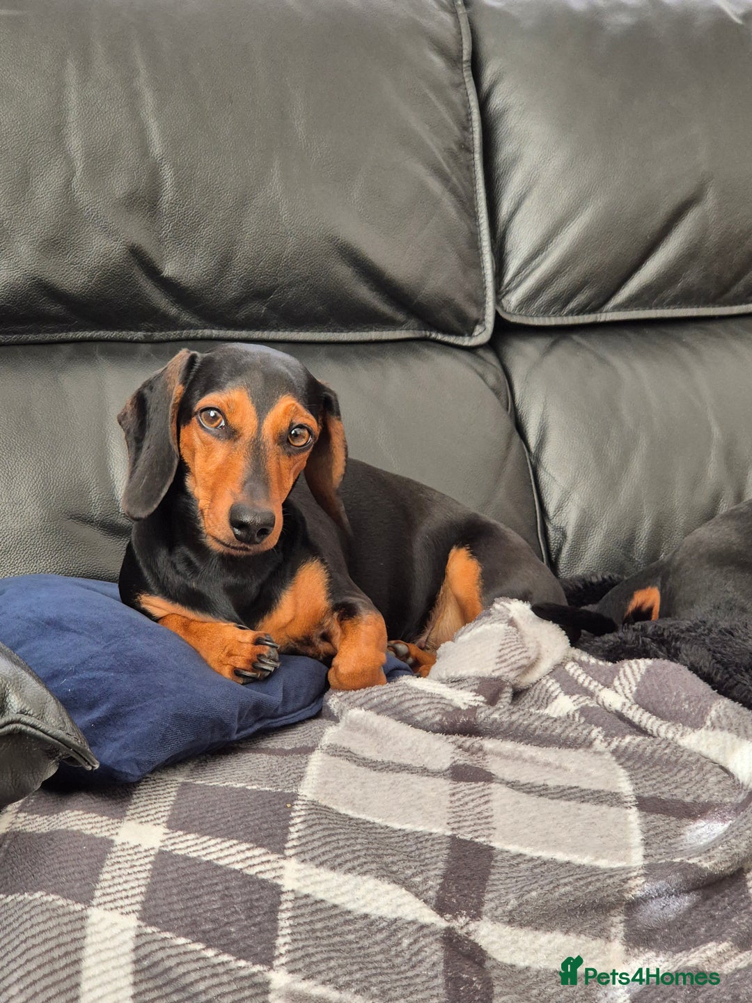 Miniature Dachshund dogs for sale: Beautiful Black & Tan Miniature Dachund Puppies - Advert 2