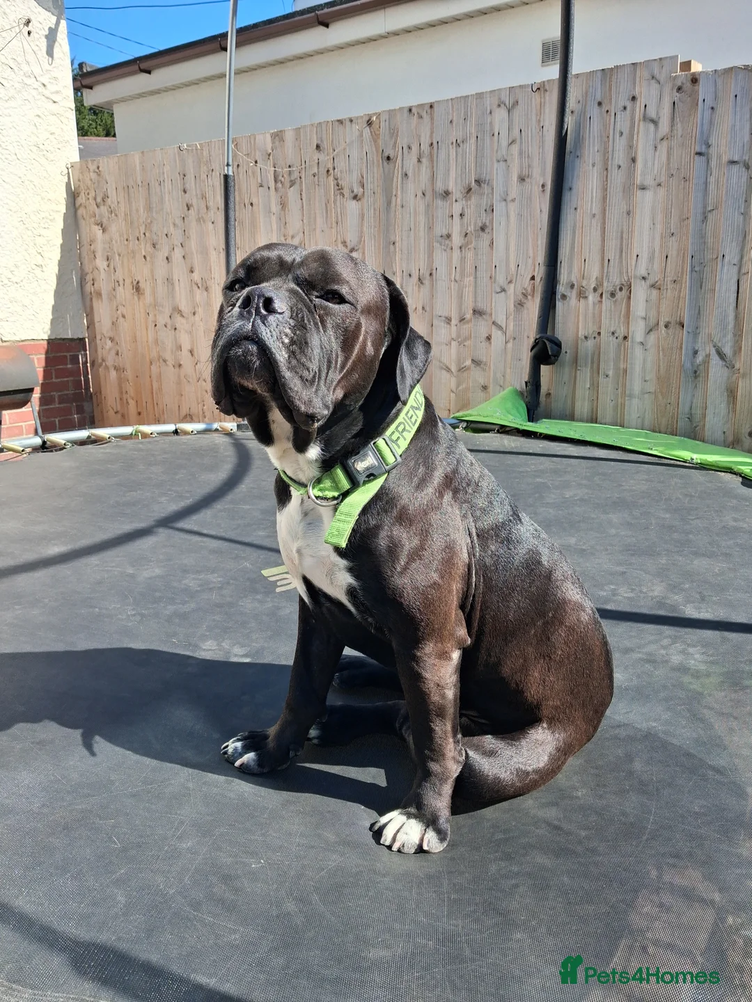 Mixed Breed dogs for sale: Cane Corso Cross 2 year old BOY - Advert 2