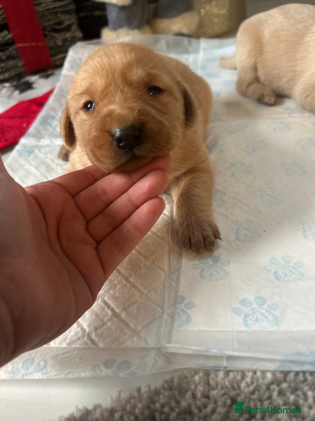 Labrador Retriever dogs for sale: Beautiful chunky fox red labradors 1 BOY LEFT  - Advert 3