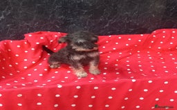 Schnoodle dogs for sale: Schoodle pup for sale - Image 1