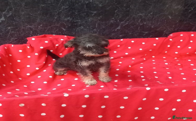 Schnoodle dogs - Advert 1