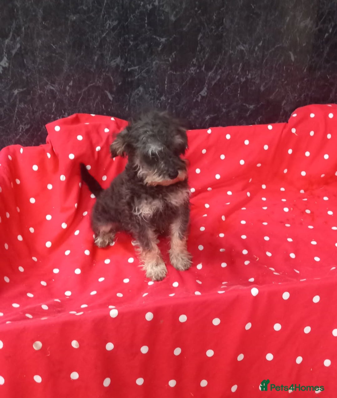 Schnoodle dogs for sale: Schoodle pup for sale - Image 1