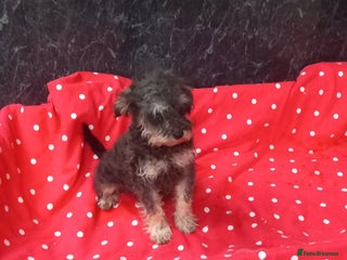 Schnoodle dogs - Advert 20