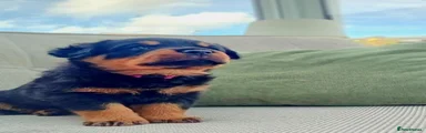 Rottweiler 2