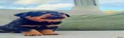 Rottweiler dogs for sale: Beautiful Family Raised Rottweiler Puppies in Hailsham - Advert 8