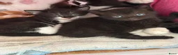 Mixed Breed cats for sale: Ready to leave  - Advert 2