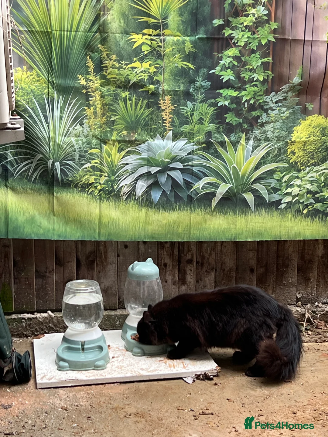 Ragdoll cats for sale: Chico - Advert 2