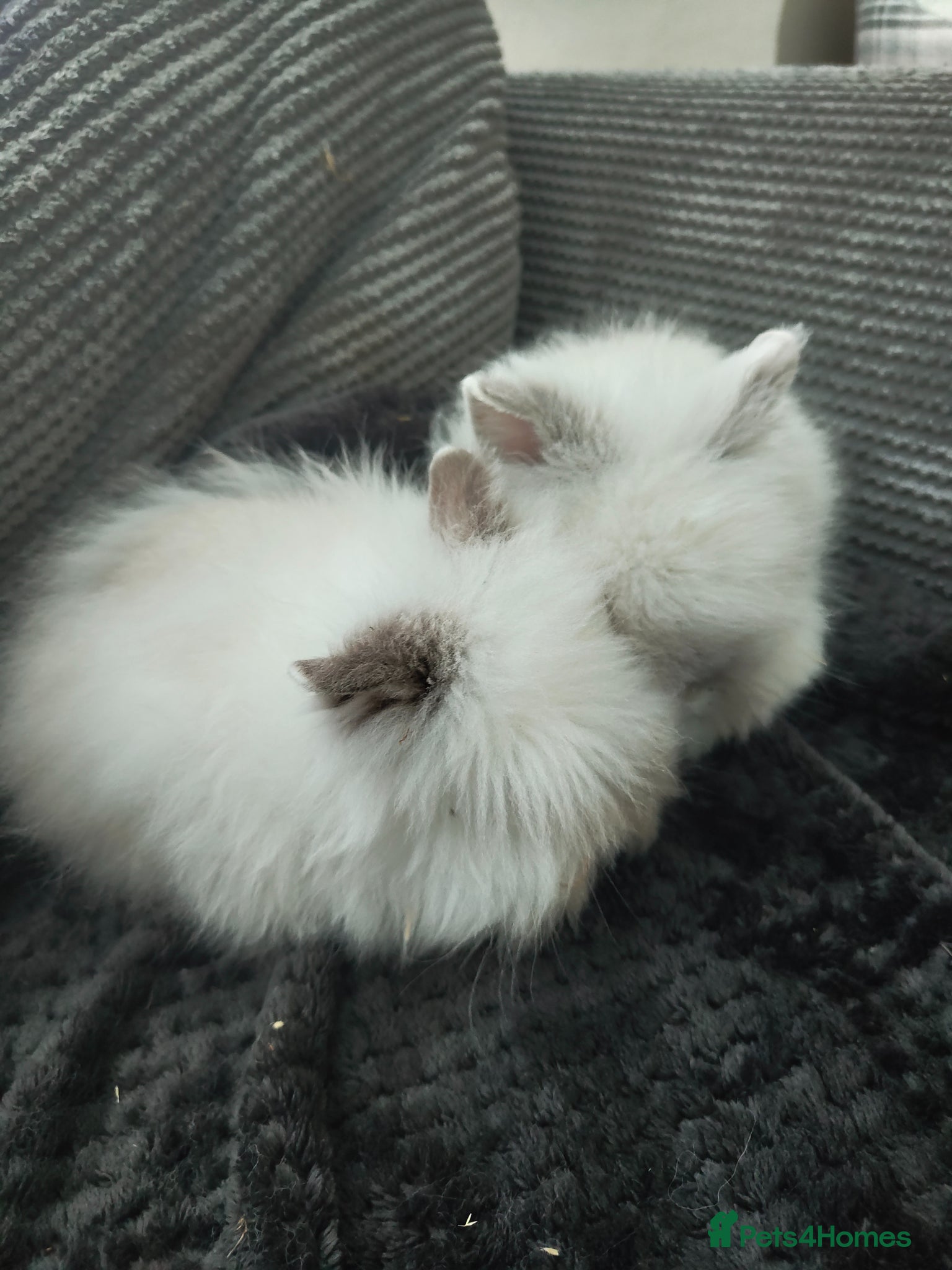 Lionhead rabbits Beautiful lion head bunnies for sale - Advert 2
