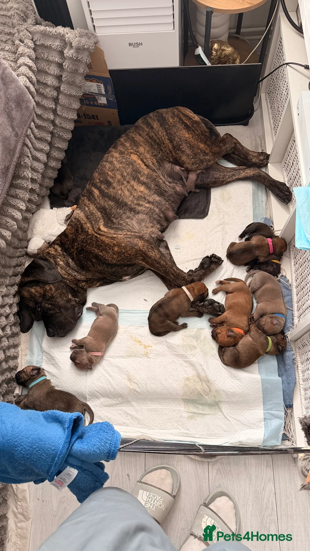 Mixed Breed dogs for sale: Cane Corso Puppy’s  - Advert 2
