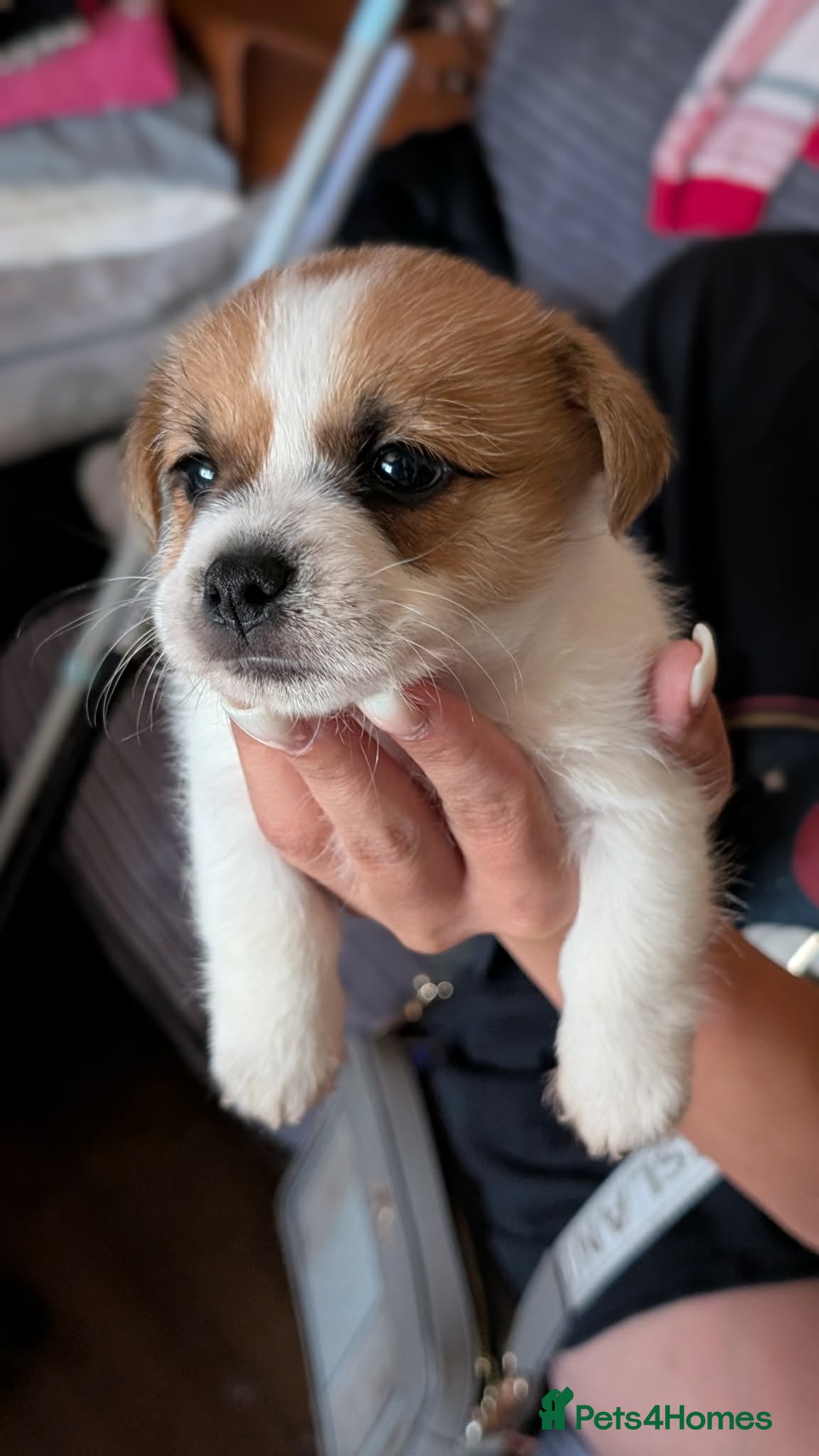 Mixed Breed dogs Jack Russell beautiful litter of boys - Advert 14