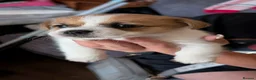 Mixed Breed dogs for sale: READY NOW….. Jack Russell beautiful litter of boys - Advert 16