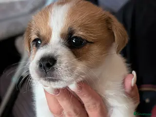 Mixed Breed dogs Jack Russell beautiful litter of boys - Advert 14