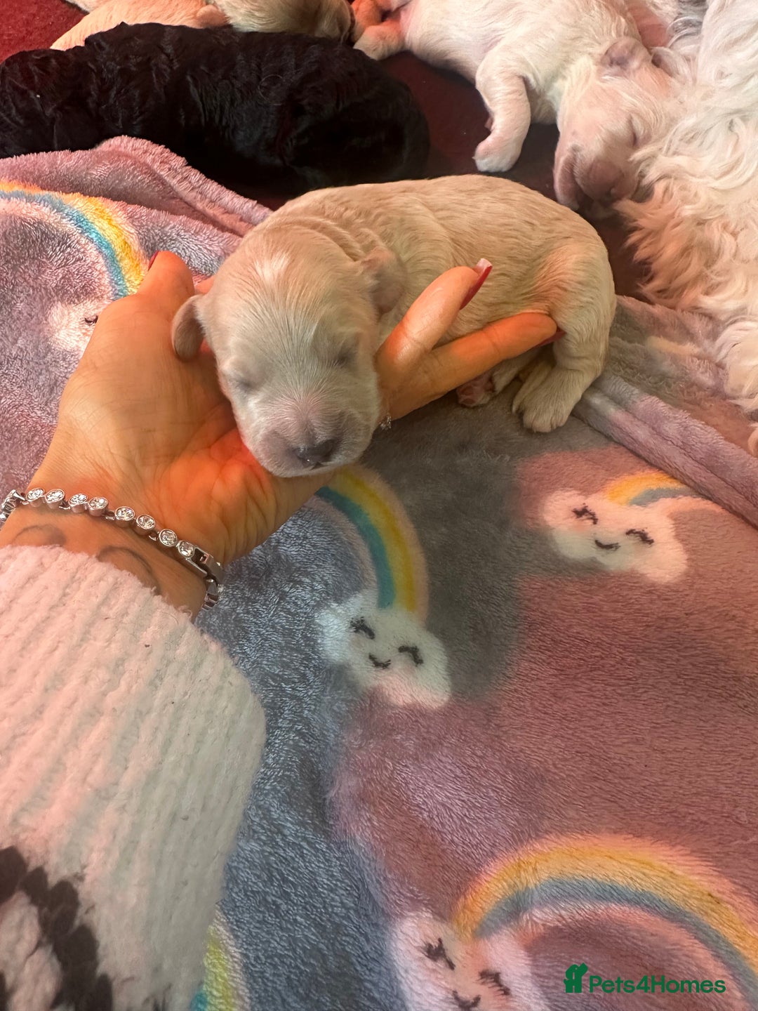 Cockapoo dogs for sale: F1B cockapoos  - Advert 9