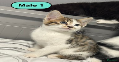Bengal cats - Advert 5