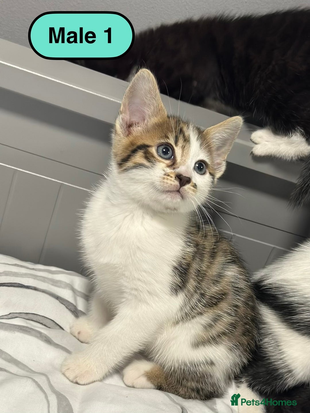 Bengal cats for sale: Gorgeous Bengal X Kittens!! - Image 3