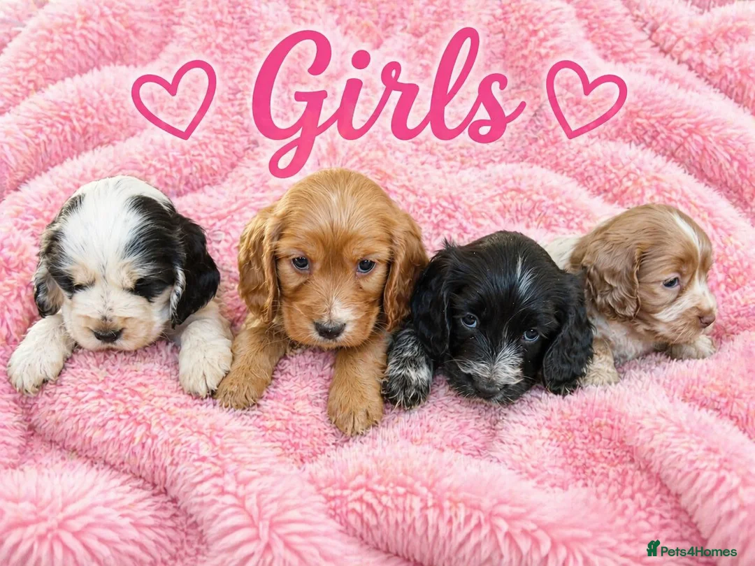 Cocker Spaniel dogs for sale: ⭐️⭐️Show type cocker spaniel puppies⭐️⭐️ - Advert 2