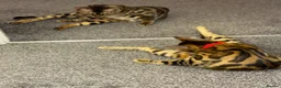 Bengal cats for sale: Two Beautiful Bengal Females  in Liverpool - Advert 11