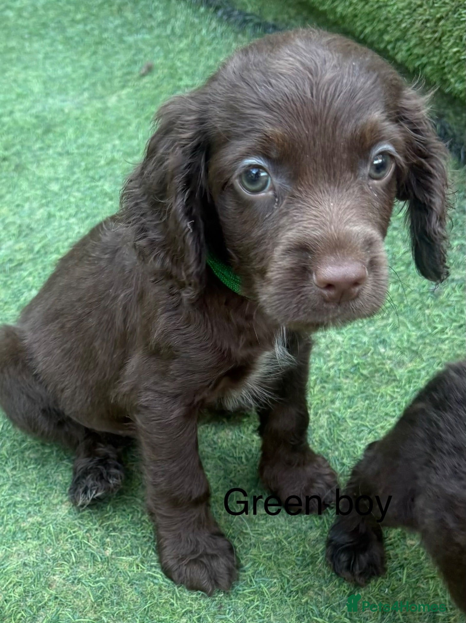 Cocker Spaniel dogs Beautiful cocker spaniel - Advert 2
