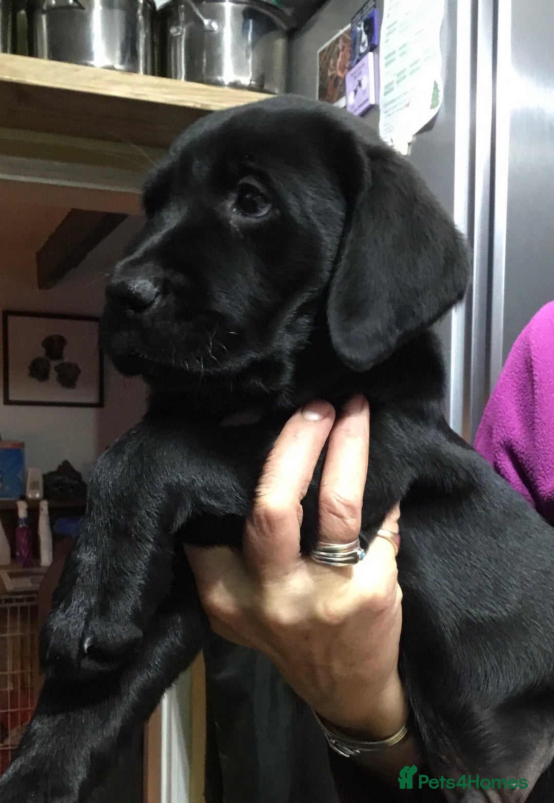 Labrador Retriever dogs for sale: Black working Labradors - 4 boys - Advert 1