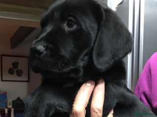 Labrador Retriever dogs Black working Labradors - 4 boys - Advert 8