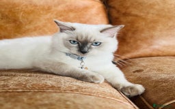 Ragdoll cats for sale: SILKY ADORABLE RAGDOLL KITTEN CHAMPIONLINE - Image 5