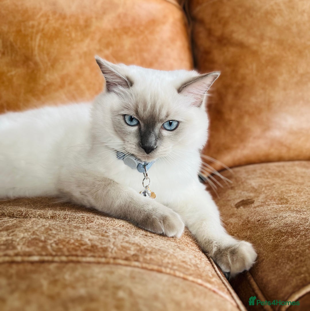 Ragdoll cats for sale: SILKY ADORABLE RAGDOLL KITTEN CHAMPIONLINE - Image 5