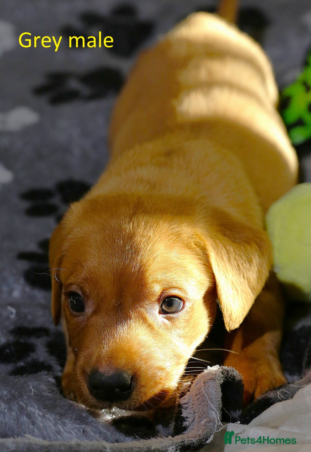Labrador Retriever dogs for sale: Fox red labrador pups ready now - Image 12