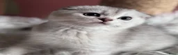 Scottish Fold cats for sale: 💎 Stunning TICA Reg. Scottish Fold Kittens 🐾 - Advert 8