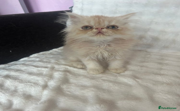 Persian cats - Advert 12