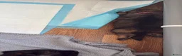 German Shepherd dogs for sale: 🐾 Beautiful kc German shepherd puppies🐾 - Advert 16