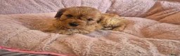 Cavapoo dogs for sale: Gorgeous cavapoo puppies in Leatherhead - Advert 12